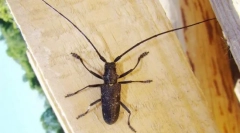 Usachi, žita in jedra