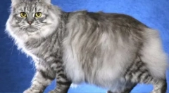 Mustache-striped: domače mačke z barvo tabby