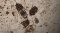 Cat's uho tick: pregled najbolj priljubljenih kapljic