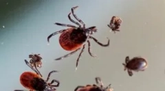 Pogoji za preživetje klopov pozimi