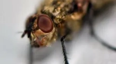 Izločanje edema in srbenje po ugrizu midrodja