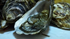 Oyster