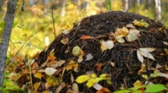 Naprava in kmetijstvo