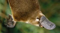 Platypus