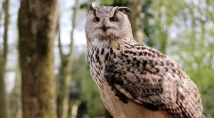 Kakšna je razlika med sovami iz fila