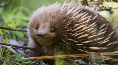 Kaj je skrivnost echid?