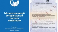 Na cesti s psom: najboljše pasme za potovanje