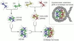 V genomih sesalcev je našlo na stotine predhodno neznanih genov