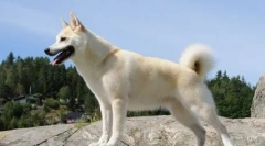 V kateri državi je bil pes predsednik in je res