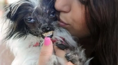 Konkurenca med najbolj grdimi psi je potekala v kaliforniji (12 fotografij)