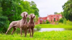 Weimaraner (fotografija): najboljši prijatelj realnega lovca