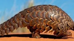 Veličasten pangolin: luskasta žival