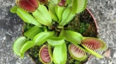 Veineliery muklebolovka - cvet, ki jedo žuželke