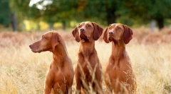 Madžarski dvignjen (fotografija): lovely hunter s svetlim videzom