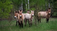 Vračanje v življenje: živali, ki so se štele za izumrle, in nato