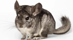 Teža in velikost chinchilla, razvojna miza za mesece