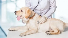 Veterinarska inšpekcija