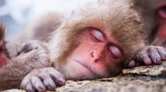 Ali bodo živali videli sanje?