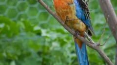 Vrste domačih papige srednje velikih