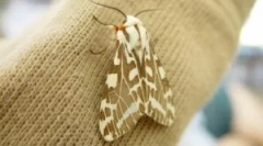 Pogledi in značilnosti moljcev