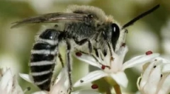 Vrste in življenjski slog divjih čebel