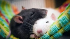 Vrste in pasme podgan