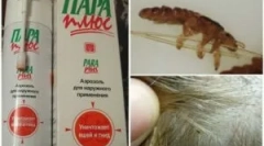 Vrste in uporaba sredstev steam plus iz uši