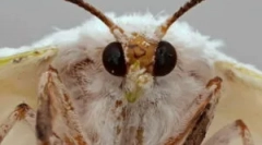 Vrste in faze razvoja moljcev