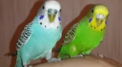 Vrste klopov v valovitem papagah