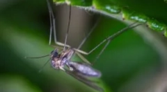 Vrste komarjev in habitatov