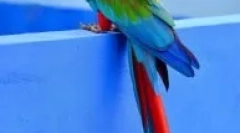 Vrste velikih domačih papige