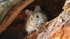 Vrste miši v naravi