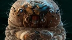 Pogledi parazitov, ki živijo v človeškem telesu