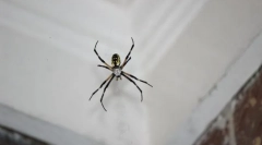 Vrste pajkov prodorne hiše ali apartmaja