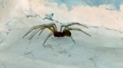 Vrste pajkov, ki živijo doma