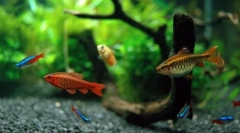 Vrste rib, primernih za vsebino v akvariju