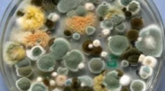 Vrste, sestava in lastnosti plesni