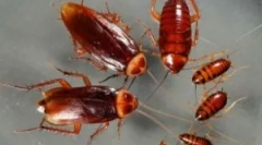 Vrste ščurkov v naših domovih