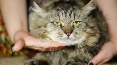 Cat virusna levkemija