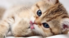 Whiskas za mladiče: podroben pregled linije krme za najmanjše