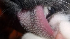 Okusite mačke in mačke