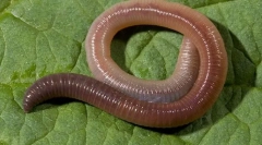 Zunanja struktura in življenjski slog deževnic