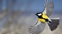 Notranja struktura ptice