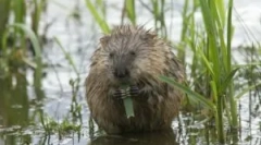 Vodna podgana: opis in življenjski slog