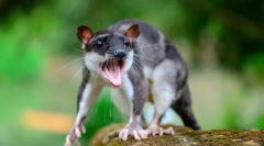 Voda opossum