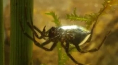 Water spider silver
