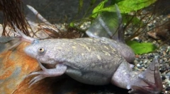 Vodne obale žage v naravi in v domačem akvariju