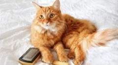 Lasje ne padejo: kavstične mačke