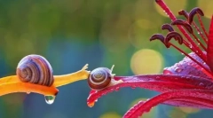 Magic miniaturni svet polžev vyacheslav mishchenko (12 fotografij)