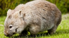 Wombat